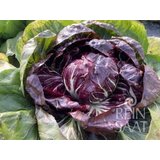  Radič "Rossa di Chioggia/Etna" - 1 pkt. | Shoptok.si
