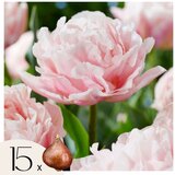 Plant in a Box Tulipani čebulice - 15 kos - Tulipa 'Dreamer' - Cvetne čebulice - Roza, (21755592) | Shoptok.si