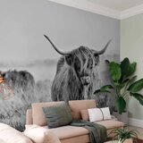  Foto tapeta - Highland Cattle 343x256 Samoljepljiva | shoptok.hr