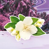 Escada Pacific Paradise toaletna voda za žene 30 ml | shoptok.hr