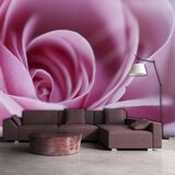  Tapeta - Pink rose 350x270 Cijene