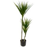Lilium stablo dracena 1x3 110cm 599437 Cene