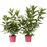 Plant in a Box hortenzija - 2 kos - hydrangea paniculata 'early harry' - višina 25-40cm - ⌀19cm, (21757295) Cene