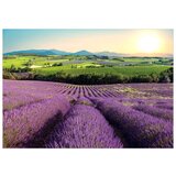  Samoljepljiva foto tapeta - Lavender Field 294x210 | shoptok.hr