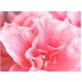  Tapeta - Pink azalea flowers 300x231 | shoptok.hr