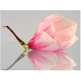  Tapeta - A lonely magnolia flower 200x154 | shoptok.hr