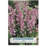  Cvjetne lukovice Hyacinthoides Hispanica Pink (Roza, Botanički opis: Hyacinthoides) Cijene