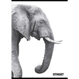 STREET Zvezek Safari A4 brezčrtni | Shoptok.si