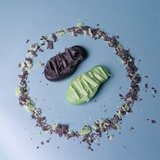 Foamie Too Coal To Be True sindet za čišćenje lica za normalnu i mješovitu kožu lica 60 g | shoptok.hr