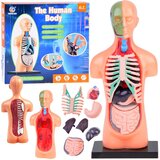  Edukativni set anatomija ljudskog tijela | shoptok.hr