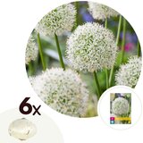 Plant in a Box Luk - 6 kos - Allium 'Mount Everest' - Cvetne čebulice - Pamet, (21755657) | Shoptok.si