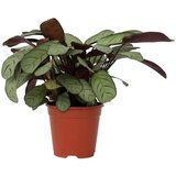 Plant in a Box Marant - Ctenanthe burle-marxii 'Amagris' - Višina 25-35cm - ⌀14cm, (21758306) | Shoptok.si