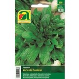AUSTROSAAT Solata "Verte de Cambrai" Cene
