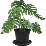  Saksije za biljke 6 pcs Crna Ø 12,5 x 10 cm Plastika | Eponuda.com