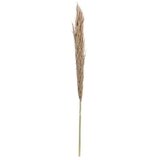  PAMPAS 150CM | Eponuda.ba