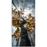 Pintdecor Zidni ukras Albero | shoptok.hr