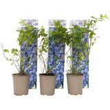Plant in a Box ameri&scaron;ka žlahtna borovnica - 6 kos - vaccinium - vi&scaron;ina 25-40cm - ⌀9cm, (21757566) cene