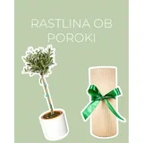 rastlina ob poroki (oljka l)