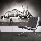  Tapeta - Gemsbok fight 300x231 | shoptok.hr