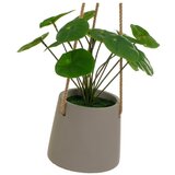 Casa Selección Umetna rastlina (višina 24 cm) Pilea – | Shoptok.si