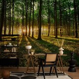  Foto tapeta - Mystical Morning 300x210 Standard | shoptok.hr