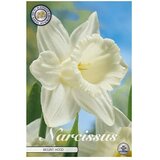  Cvjetne lukovice Narcisa large cupped Mount Hood (bijele boje, Botanički opis: Narcissus) Cijene
