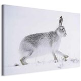  Slika - Hare (1 Part) Wide 30x20 Standard | shoptok.hr