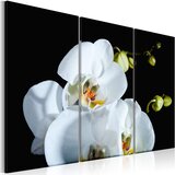  Slika - Snowy orchid 120x80 Cijene