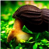 Akvarijum Centar tylomelania Sp. Yellow - Sulawesi rabbit snail Cene