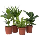 Plant in a Box sobne rastline 'zeleni kvartet' - 4 kos - višina 25-40cm - ⌀12cm, (21757996) Cene