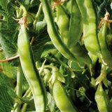 Kokopelli Bio sladkorni grah „Norli“ - 80 g | Shoptok.si