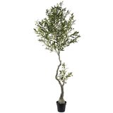 Signes Grimalt Maslinovo Drvo L Zelena | shoptok.hr