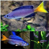 Akvarijum Centar red tail sardine cichlid | ePonuda.com