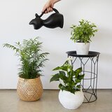 Balvi Plastična kanta za vodu 2 l Meow – | shoptok.hr