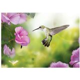  Tapeta - Humming-bird 300x210 | shoptok.hr