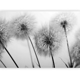  Foto tapeta - Time for Dandelions - Second Variant 300x210 | shoptok.hr