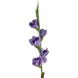 Mondex umetni cvet gumiran Viridis Mieczyk 85cm zelen 1kos, (5000301158) Cene