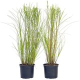Plant in a Box kitajski trstikovec - 2 kos - miscanthus 'gracillimus' - višina 40-60cm - ⌀23cm, (21757479) Cene