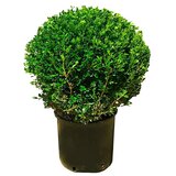  Buxus (Buxus microphylla 'Faulkner', Volumen tegle: 12 l, Trenutna visina rasta: 50 cm) | shoptok.hr