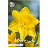  Cvjetne lukovice Narcisa large cupped Dutch Master (Žuta, Botanički opis: Narcissus) | shoptok.hr