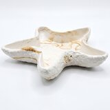  Dizajnerska zdjela Zvijezda - Bijela / Zlatna KP41300 | shoptok.hr