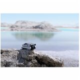 Dji mini 3 pro dron dji | Shoptok.si