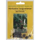 Konopljina palma "Wagnerianus"