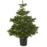  Nordijska jela (Trenutna visina rasta: 60 cm - 80 cm, Rast u posudi, Veličina tegle: 8 l) Cijene