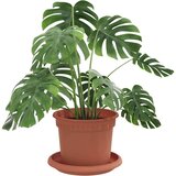  Saksije za biljke 6 pcs Crvena cigla Ø 12,5 x 10 cm Plastika | shoptok.hr