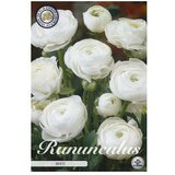  Cvjetne lukovice Ranunculus Asiaticus White (Bijela, Botanički opis: Ranunculus) Cijene