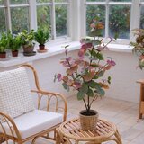 Mömax Umetna Rastlina Eukalyptus -Paz- | Shoptok.si