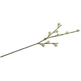 RAYHER Vejica Eukaliptus fruit, 40cm, (20634020) Cene