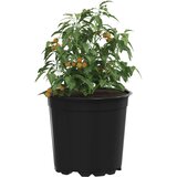  Lonac za cvijeće 200 pcs Crna Ø 15 x 12.5 cm Plastika | shoptok.hr