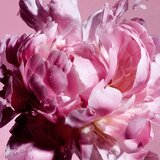 Viktor & Rolf Flowerbomb Pretty Peony parfemska voda za žene 30 ml | shoptok.hr